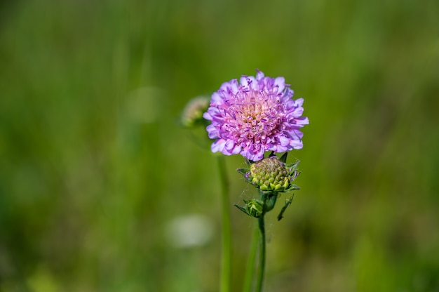 Primer disparo de una hermosa flor de alfiletero púrpura en un borroso