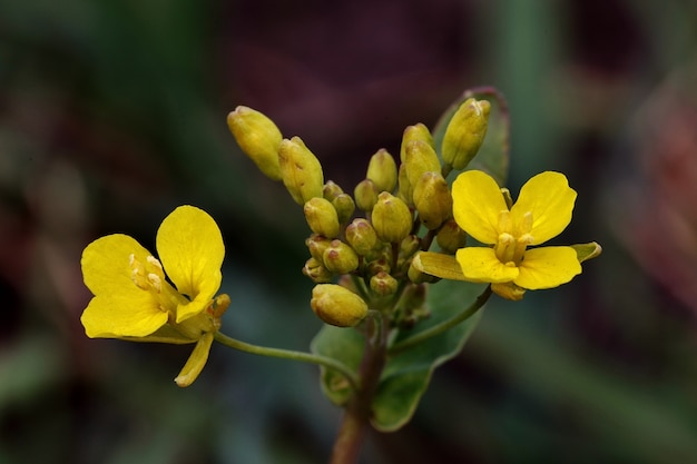 Primer disparo de una hermosa flor amarilla