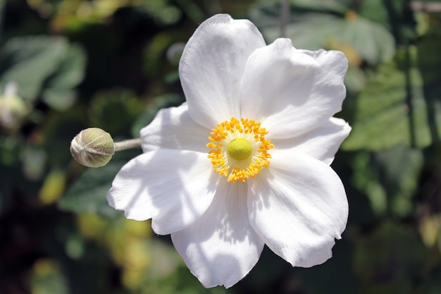 Primer disparo de una hermosa flor de anémona de cosecha blanca