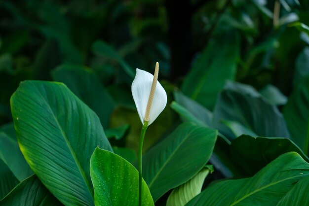Primer disparo de una hermosa flor de Anthurium blanco con hojas verdes
