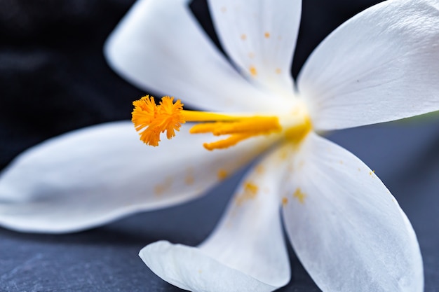 Primer disparo de una hermosa flor de azafrán blanco