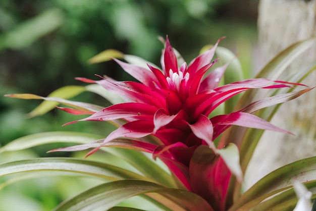 Primer disparo de la hermosa flor de Guzmania