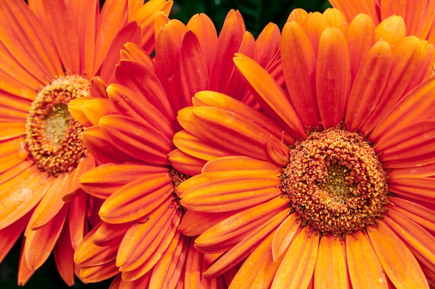 Primer disparo de la hermosa flor de la Margarita de Barberton naranja