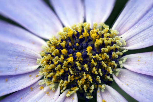 Primer disparo de una hermosa flor morada