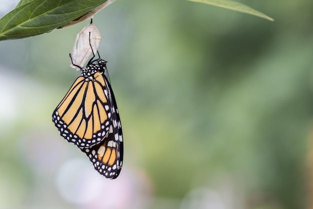 Primer disparo de una hermosa mariposa - concepto de metamorfosis