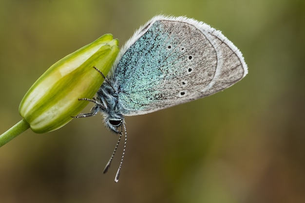 Primer disparo de una hermosa mariposa sobre una flor