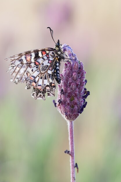 Primer disparo de una hermosa mariposa zerynthia rumina en vegetación borrosa