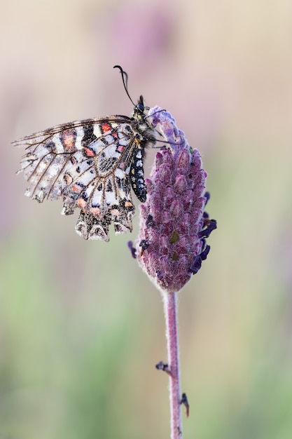 Primer disparo de una hermosa mariposa zerynthia rumina en vegetación borrosa