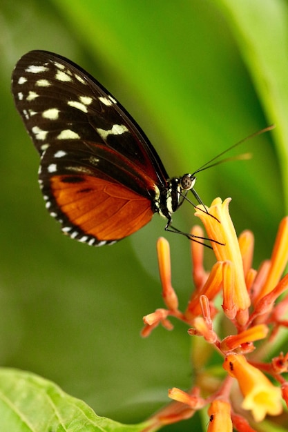 Primer disparo de una hermosa mariposa