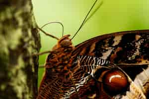 Foto gratuita primer disparo de una hermosa mariposa