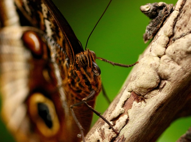 Foto gratuita primer disparo de una hermosa mariposa