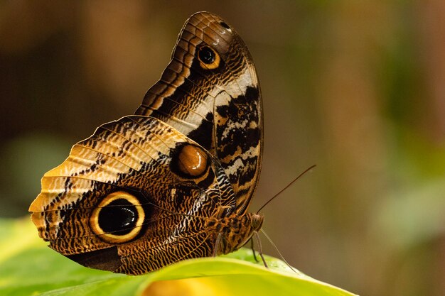 Primer disparo de una hermosa mariposa