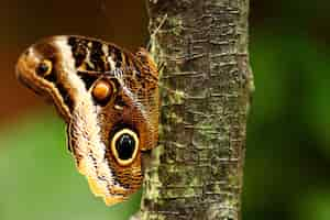 Foto gratuita primer disparo de una hermosa mariposa