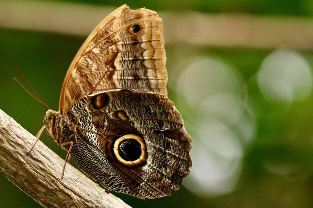 Primer disparo de una hermosa mariposa