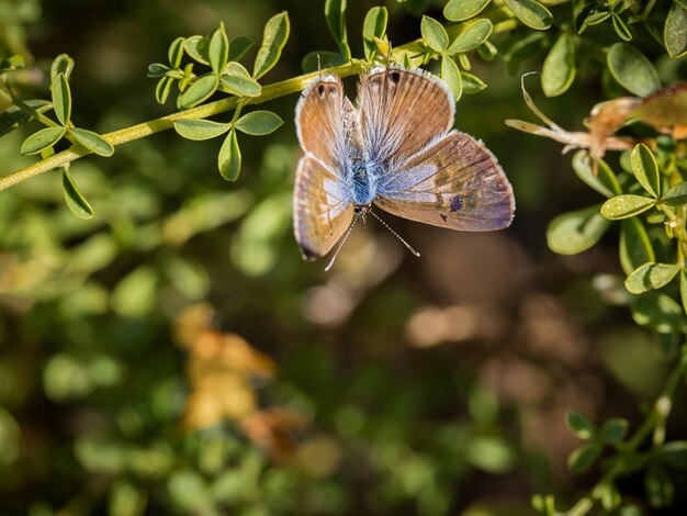 Primer disparo de una hermosa mariposa