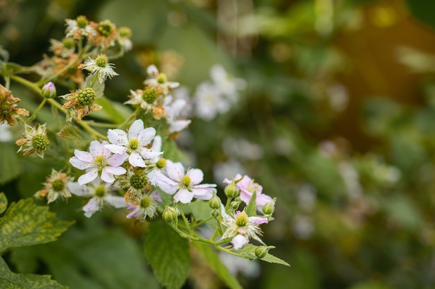 Primer disparo de una hermosa rama de árbol florecido con flores blancas