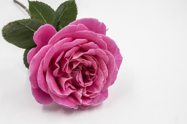 Primer disparo de una hermosa rosa rosa con gotas de agua aisladas en una distancia blanca