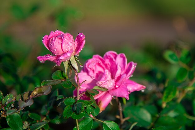 Primer disparo de una hermosa rosa rosa