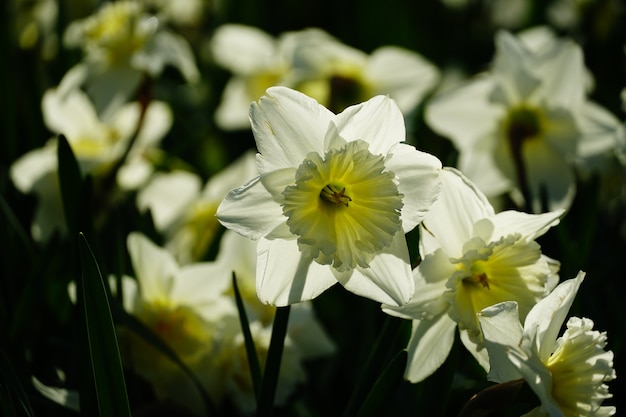 Primer disparo de hermosas flores de narciso de pétalos blancos