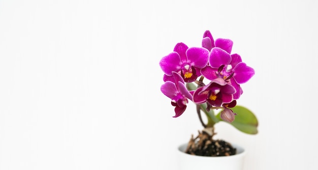 Primer disparo de hermosas flores de orquídeas púrpuras aisladas sobre fondo blanco