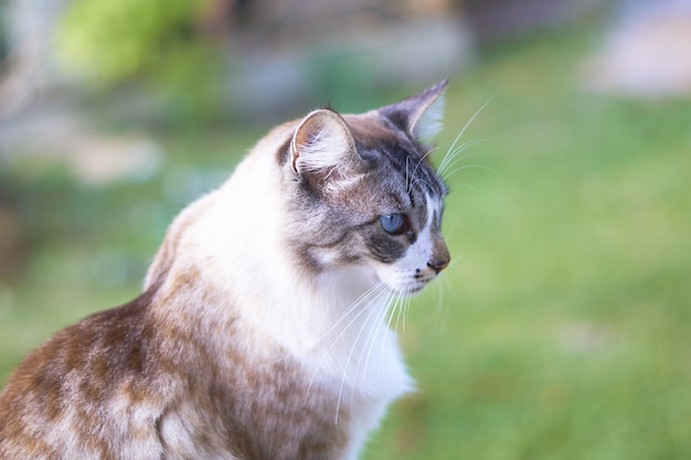 Primer disparo de un hermoso gato blanco y marrón de ojos azules con un fondo borroso