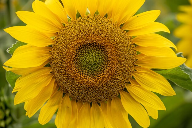 Primer disparo de un hermoso girasol