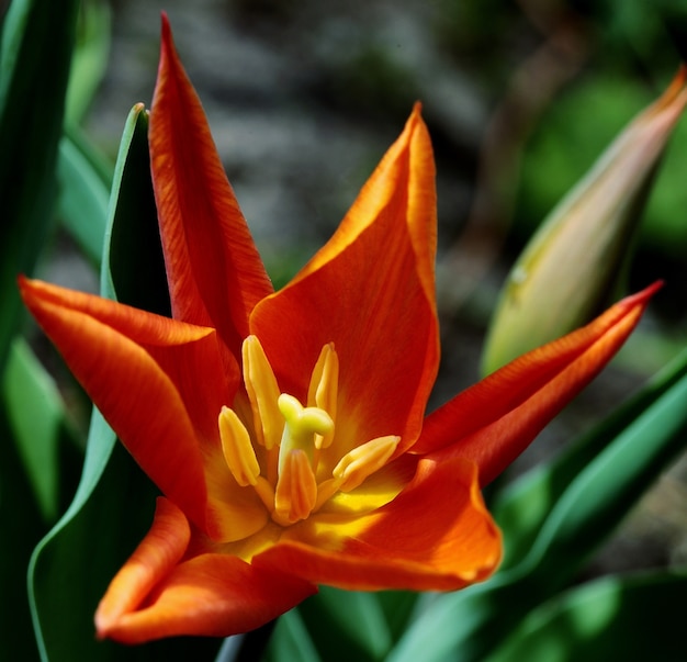 Foto gratuita primer disparo de un hermoso lirio en el jardín