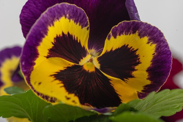 Primer disparo de un hermoso pensamiento amarillo púrpura en plena floración