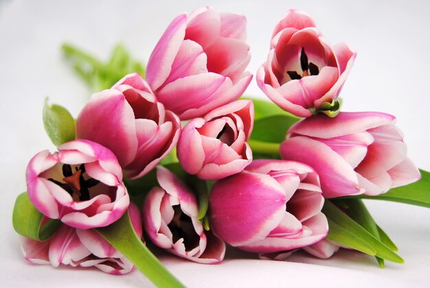 Primer disparo de hermosos tulipanes rosados sobre una superficie blanca