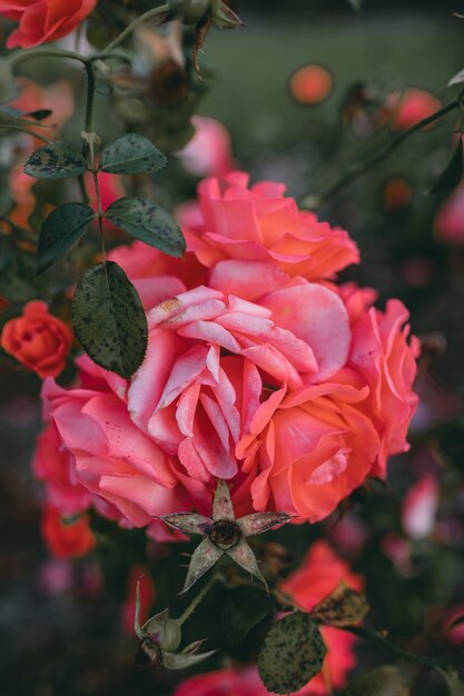 Primer disparo de increíbles flores color de rosa rosa