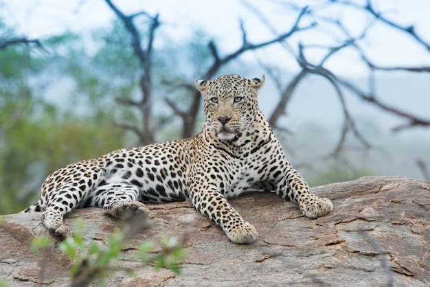 Primer disparo de un leopardo africano de aspecto feroz descansando sobre la roca