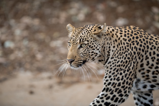 Primer disparo de un leopardo africano