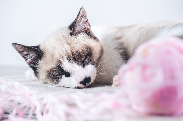 Primer disparo de un lindo gato marrón y blanco durmiendo cerca de la bola de lana rosa