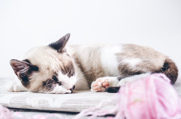 Primer disparo de un lindo gato marrón y blanco durmiendo cerca de la bola de lana rosa
