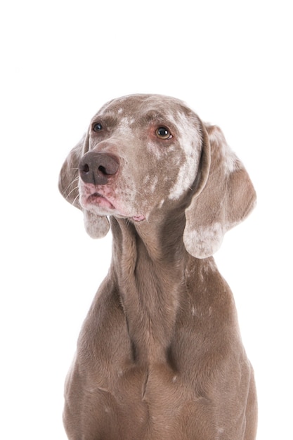 Primer disparo de un lindo Weimaraner aislado en blanco