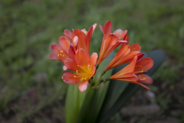 Primer disparo de lirio natal rojo-naranja con hierba borrosa