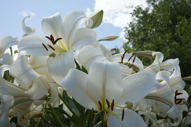 Primer disparo de lirios blancos en el jardín bajo un cielo azul