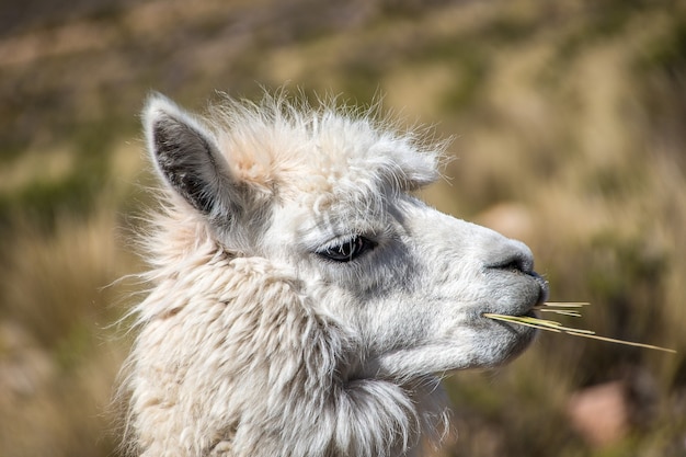 Primer disparo de una llama blanca masticando