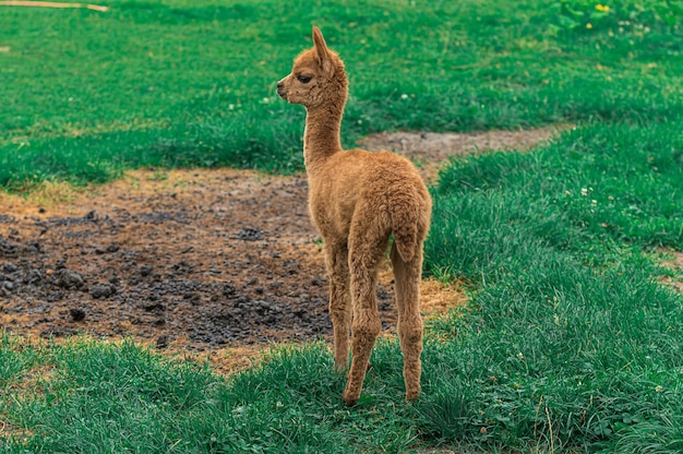 Primer disparo de una llama marrón en el campo