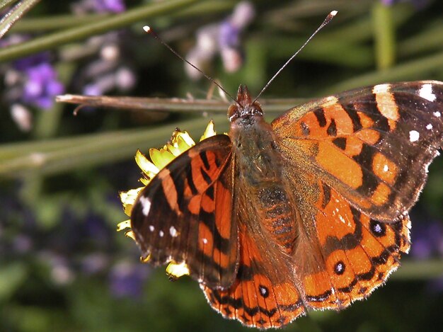 Primer disparo de mariposa Painted Lady en una flor