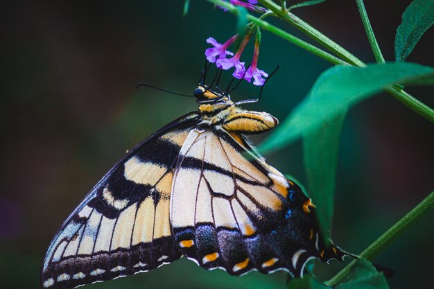 Primer disparo de una mariposa sobre flores de color púrpura