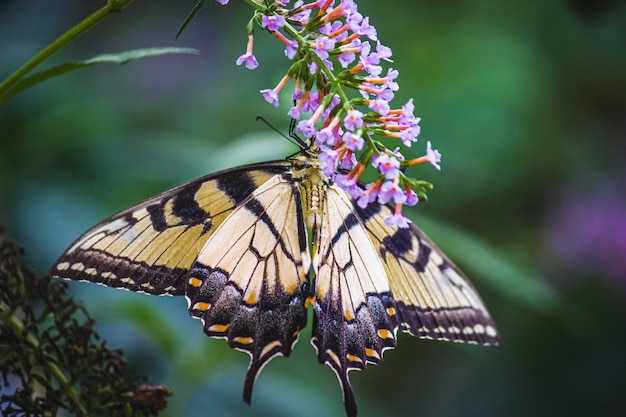 Primer disparo de una mariposa sobre flores de color púrpura