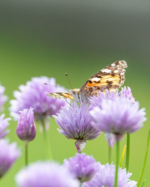 Primer disparo de una mariposa sobre una hermosa flor violeta