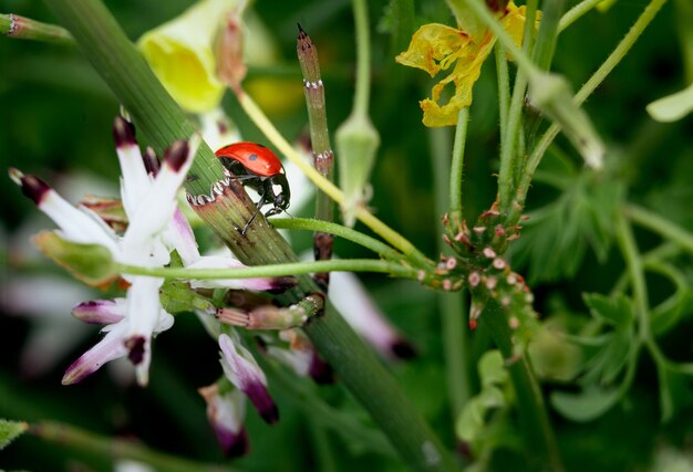 Primer disparo de una mariquita en una flor con borrosa