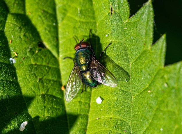 Primer disparo de mosca grande sobre una hoja verde