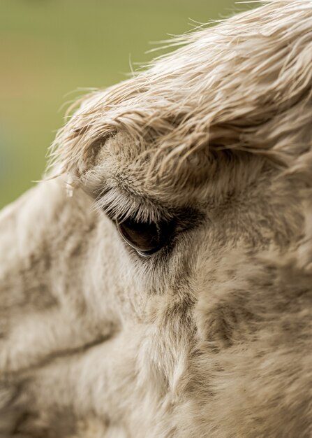 Primer disparo de ojos de una llama blanca