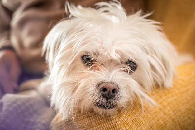 Primer disparo de un perro morkie blanco sobre un fondo borroso