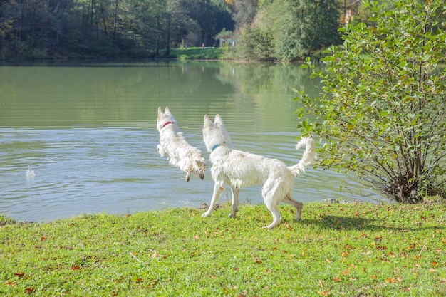 Primer disparo de perros blancos jugando en el parque cerca del lago