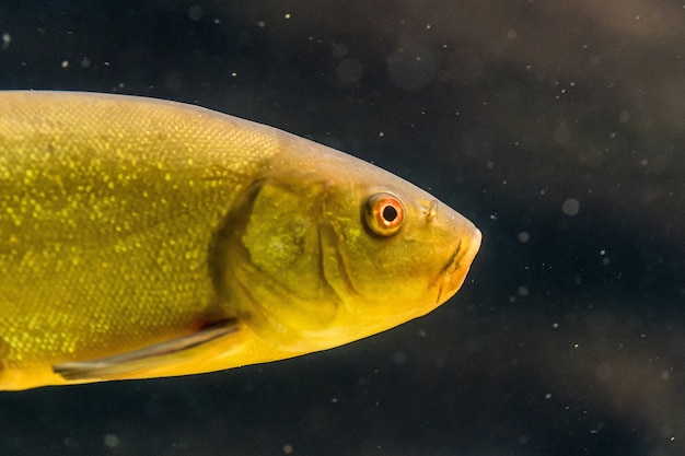 Primer disparo de un pez amarillo bajo el agua