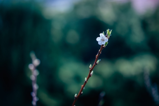 Primer disparo de una rama de árbol florecido con flores blancas